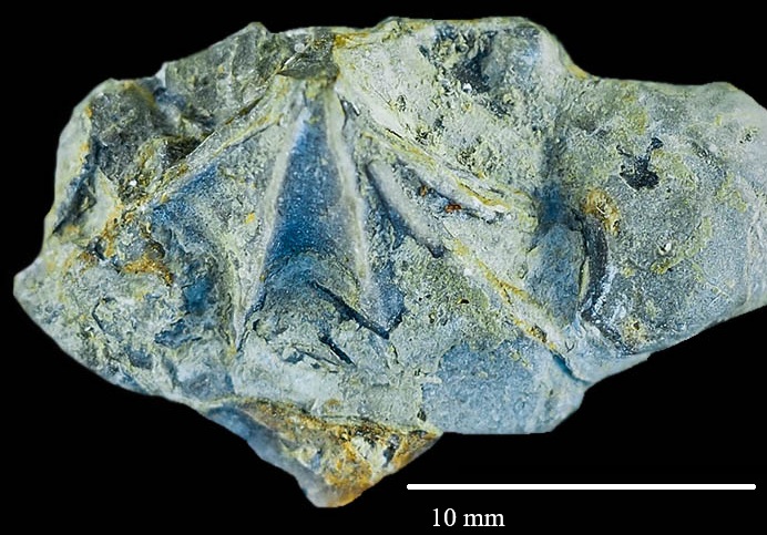 Tetractinella trigonella (SCHLOTHEIM, 1820) mit Skulpturanomalie, SMTE 5826-9-356
