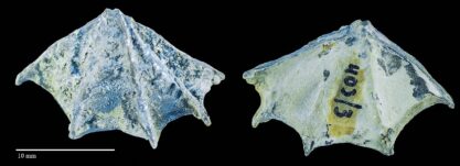 Tetractinella trigonella (SCHLOTHEIM, 1820) mit Schalenanomalie, SMTE 5826-9-357